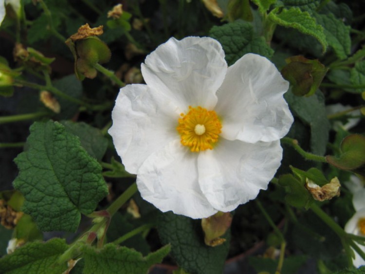 CISTUS X CORBARIENSIS
