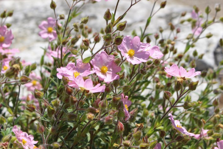 CISTUS X SKANBERGII