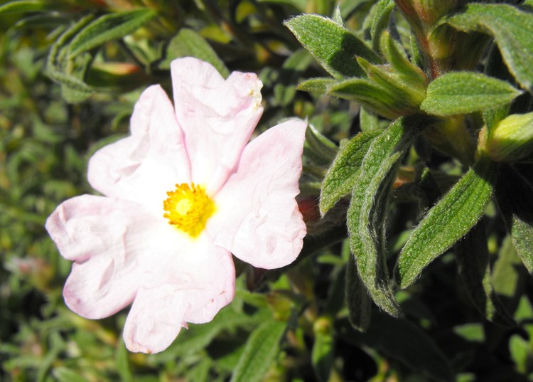 CISTUS X SKANBERGII