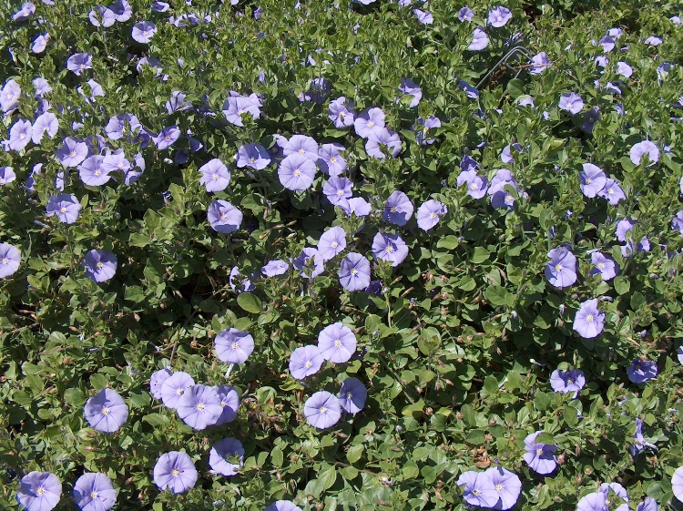 CONVOLVULUS MAURITANICUS