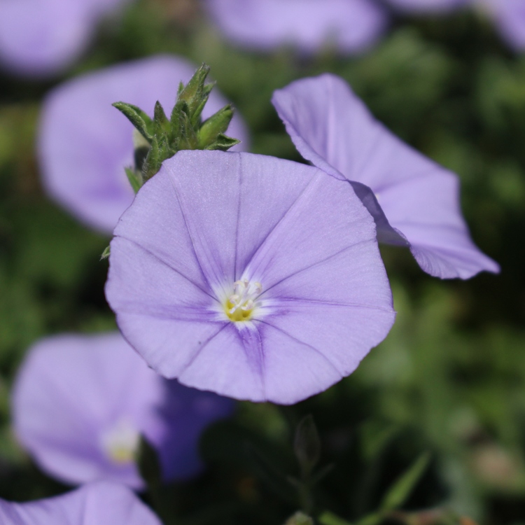 CONVOLVULUS MAURITANICUS