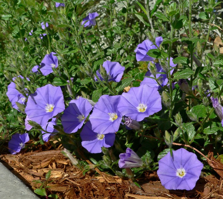 CONVOLVULUS MAURITANICUS