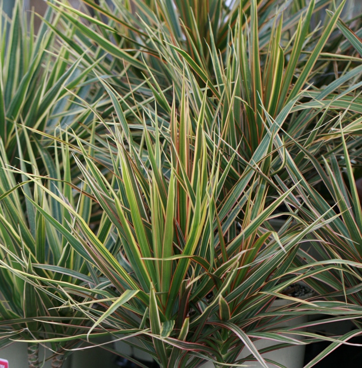 CORDYLINE TRICOLOR
