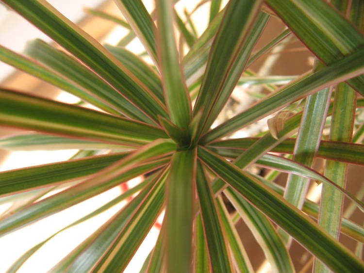 CORDYLINE TRICOLOR
