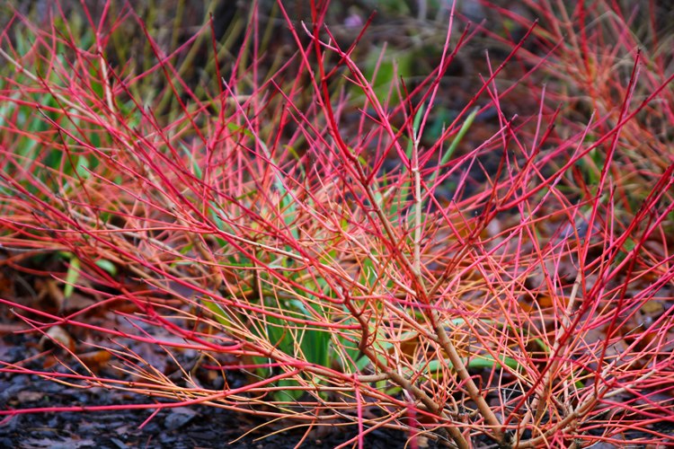 CORNUS SANGUINEA WINTER BEAUTY