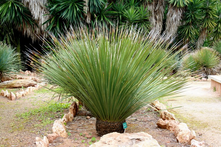 DASYLIRION SERRATIFOLIUM