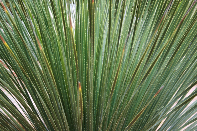 DASYLIRION SERRATIFOLIUM