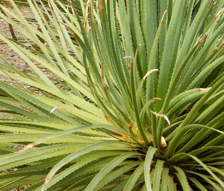 DASYLIRION SERRATIFOLIUM