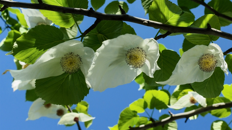 DAVIDIA INVOLUCRATA