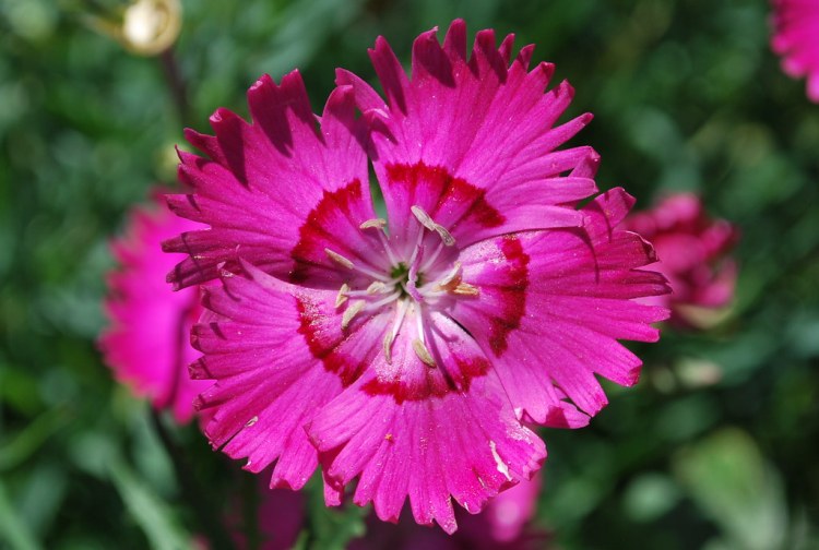 DIANTHUS GRATIANOPOLITANUS ROTKAPPCHEN
