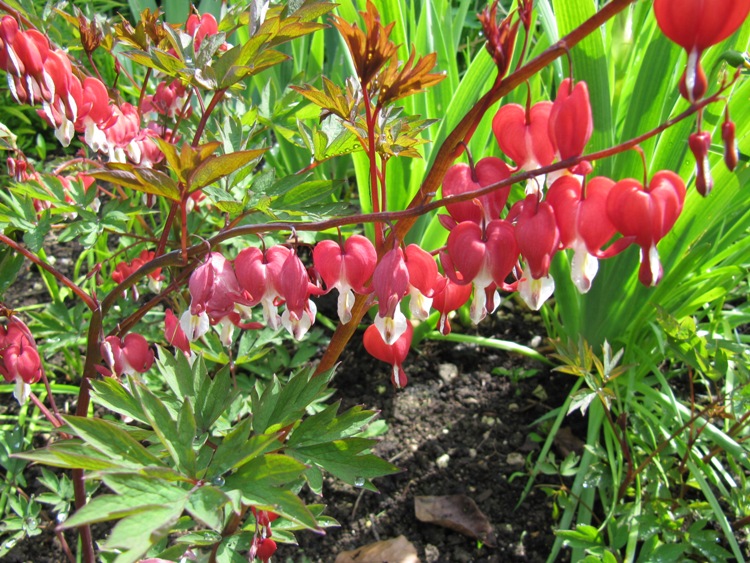 DICENTRA SPECTABILIS VALENTINE