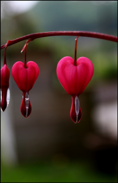 DICENTRA SPECTABILIS VALENTINE
