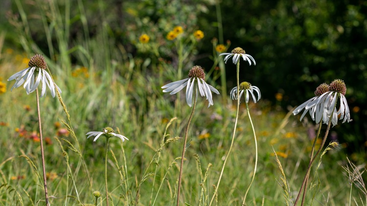 ECHINACEA PALLIDA HULA DANCER