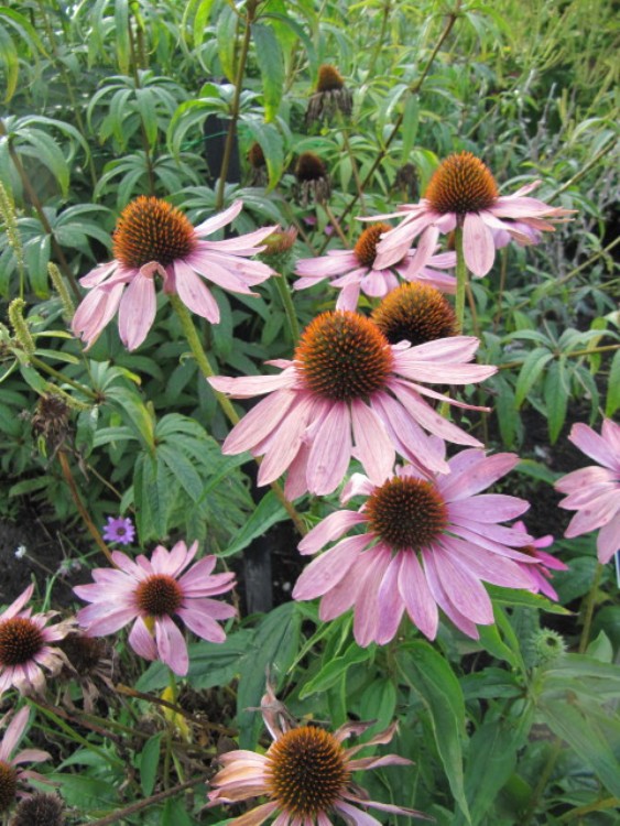 ECHINACEA PURPUREA HOPE