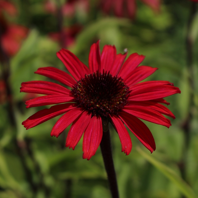 ECHINACEA PURPUREA HOT LAVA