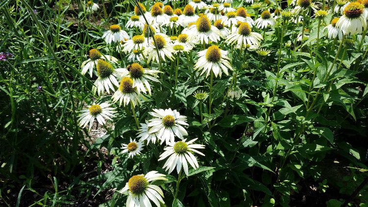 ECHINACEA PURPUREA PURITY