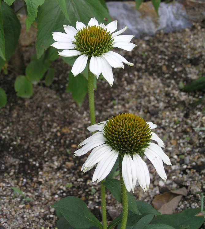 ECHINACEA PURPUREA PURITY