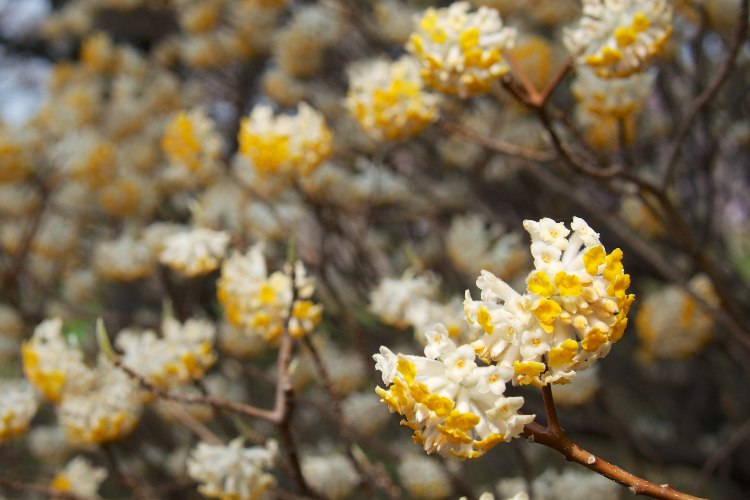 EDGEWORTHIA CHRYSANTHA SNOW CREAM
