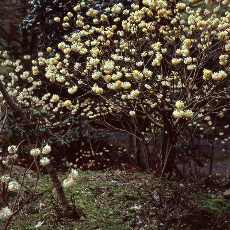 EDGEWORTHIA CHRYSANTHA GRANDIFLORA