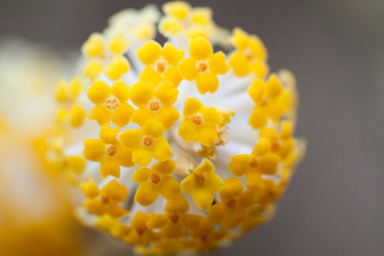 EDGEWORTHIA CHRYSANTHA GRANDIFLORA