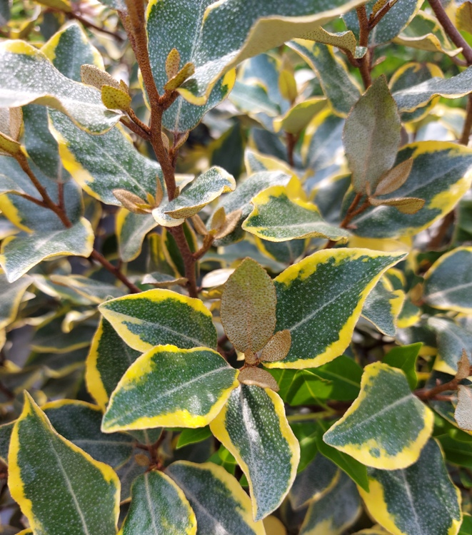 ELAEAGNUS EBBINGEI VIVELEG