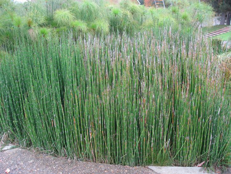 EQUISETUM HYEMALE