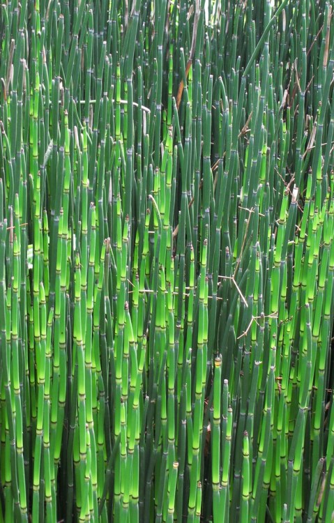 EQUISETUM HYEMALE