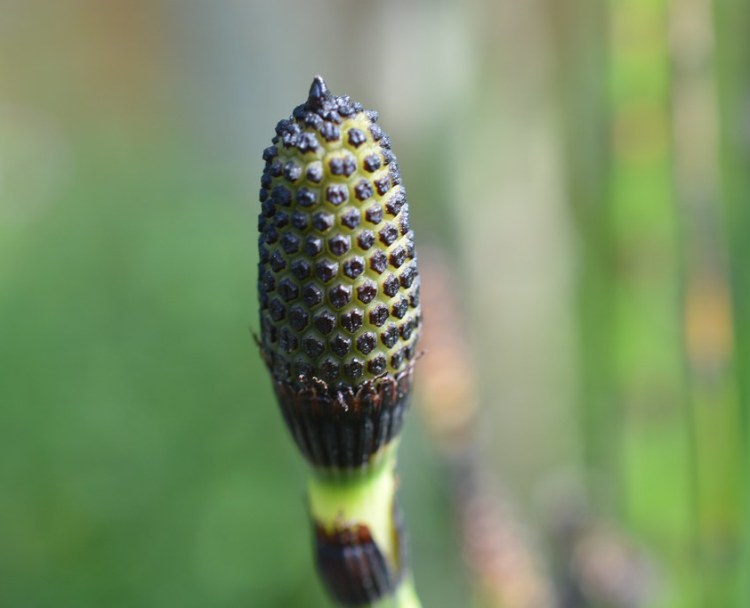 EQUISETUM HYEMALE