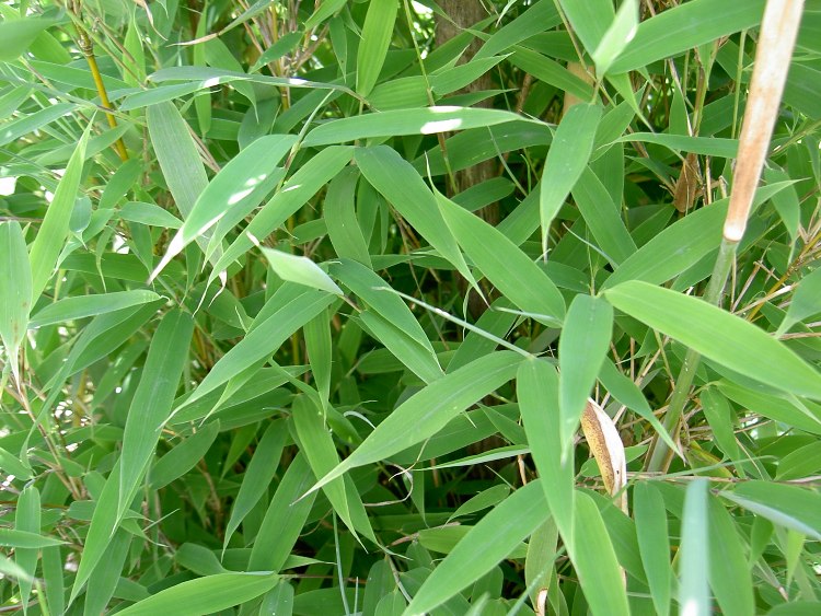 FARGESIA MURIELAE SIMBA