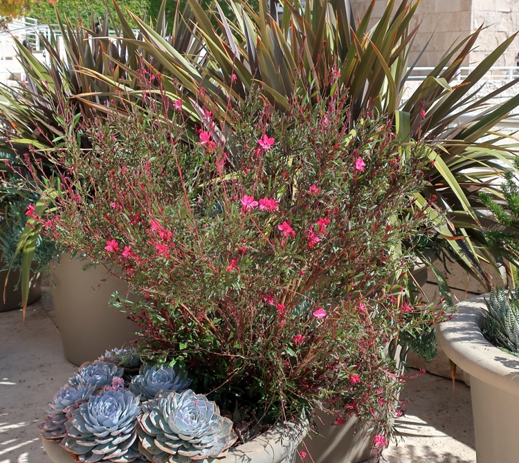 GAURA LINDHEIMERI GAUDI RED