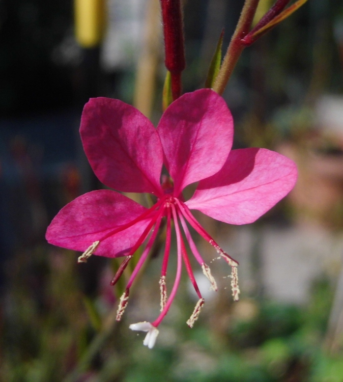 GAURA LINDHEIMERI GAUDI RED