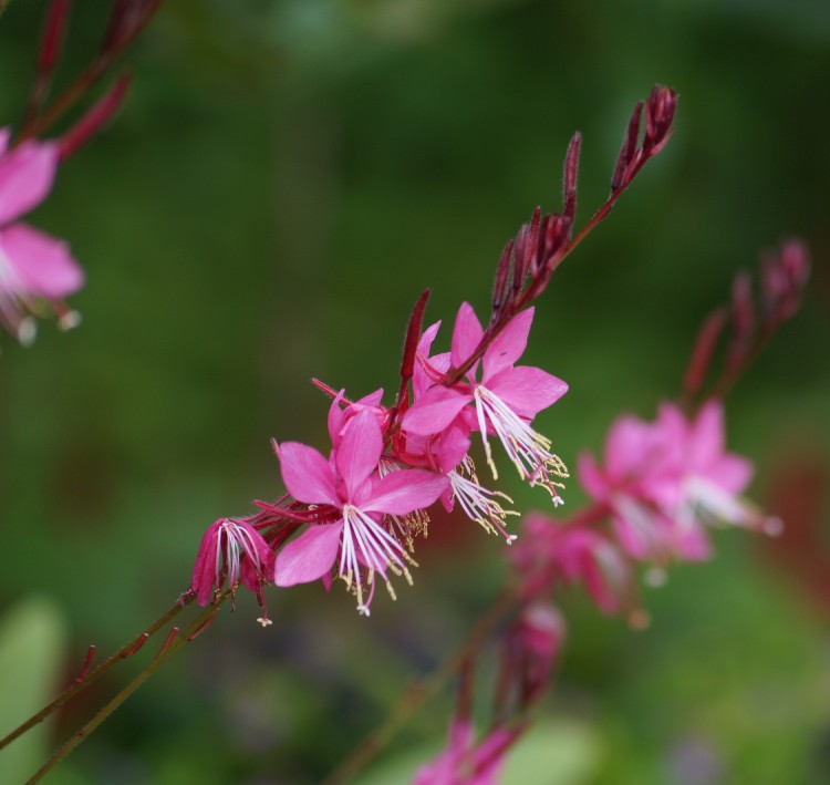 GAURA LINDHEIMERI GAUDI RED