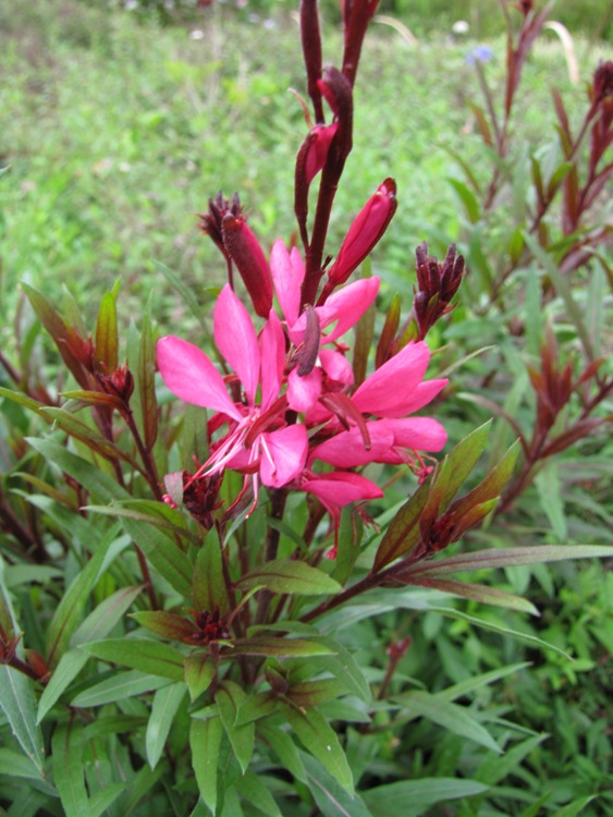 GAURA LINDHEIMERI RUBY RUBY