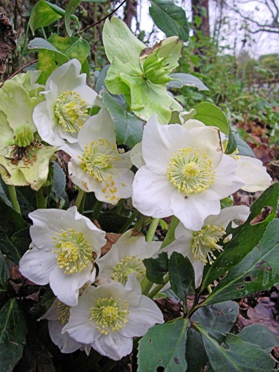 HELLEBORUS NIGER CHRISTMAS CAROL