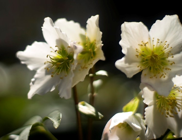 HELLEBORUS NIGER CHRISTMAS CAROL