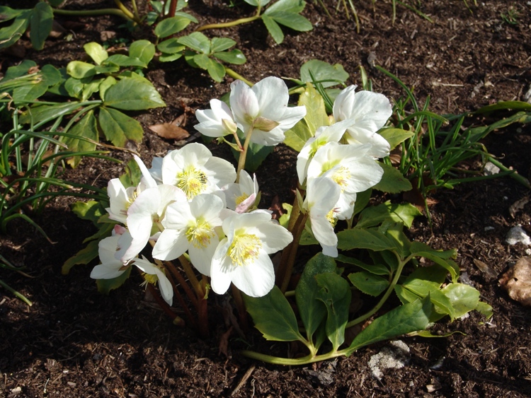HELLEBORUS X NIGER HGC WINTERGOLD