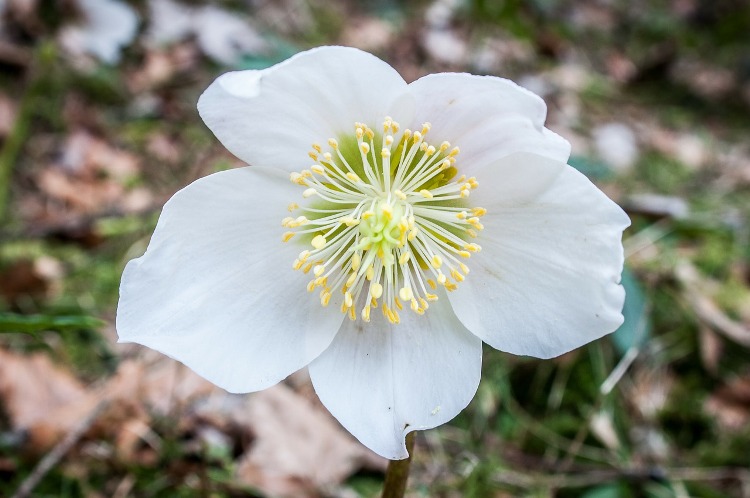 HELLEBORUS X NIGER HGC WINTERGOLD
