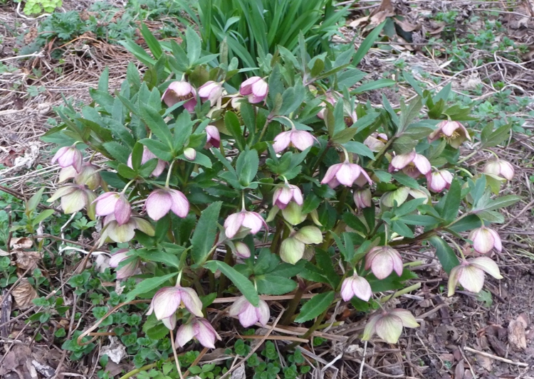 HELLEBORUS NIGER WINTERBELLS