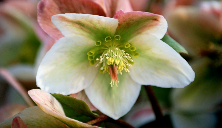 HELLEBORUS NIGER WINTERBELLS