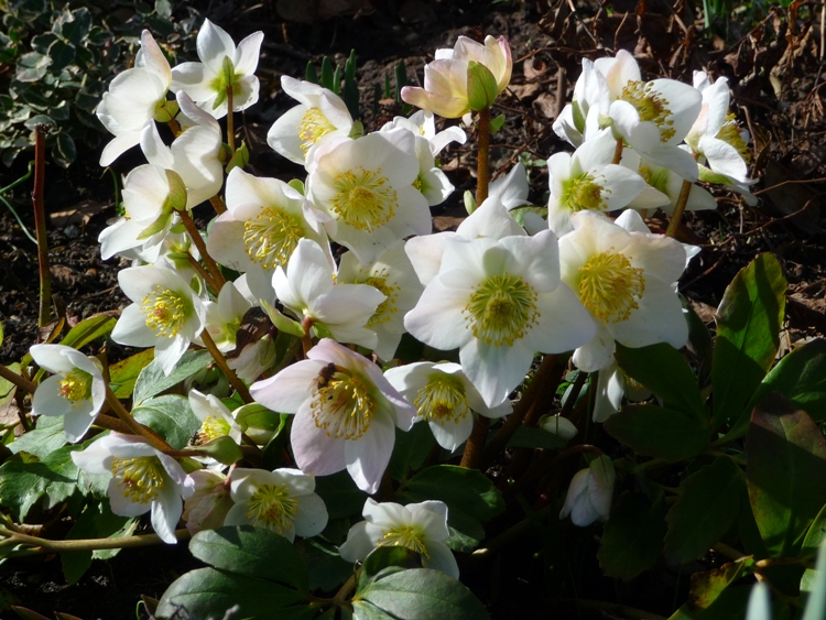 HELLEBORUS X NIGER HGC JACOB