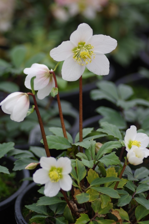 HELLEBORUS X NIGER HGC JACOB