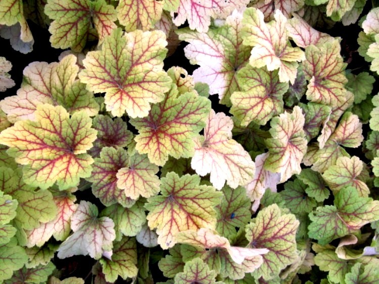HEUCHERA ELECTRA
