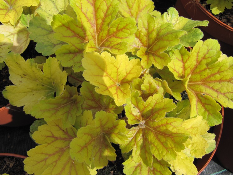HEUCHERA ELECTRA