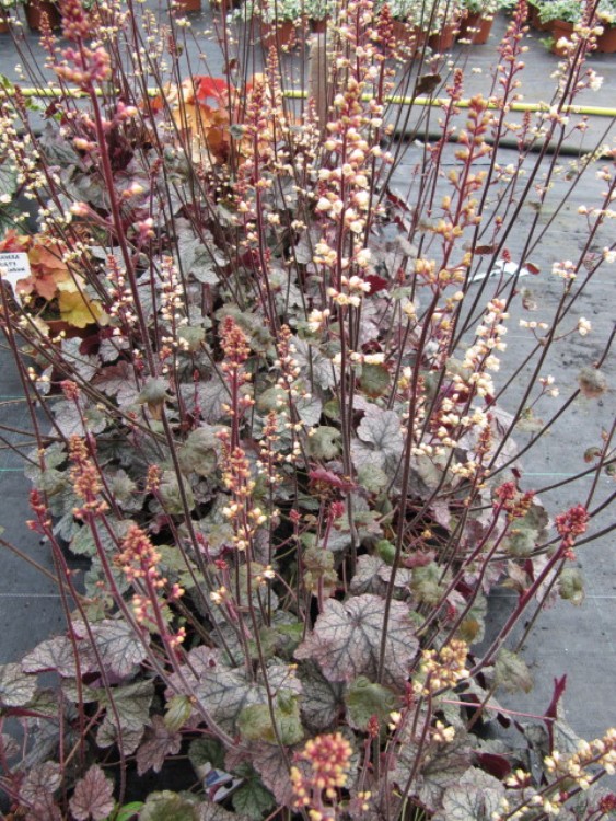 HEUCHERA X CULTORUM SHANGAI