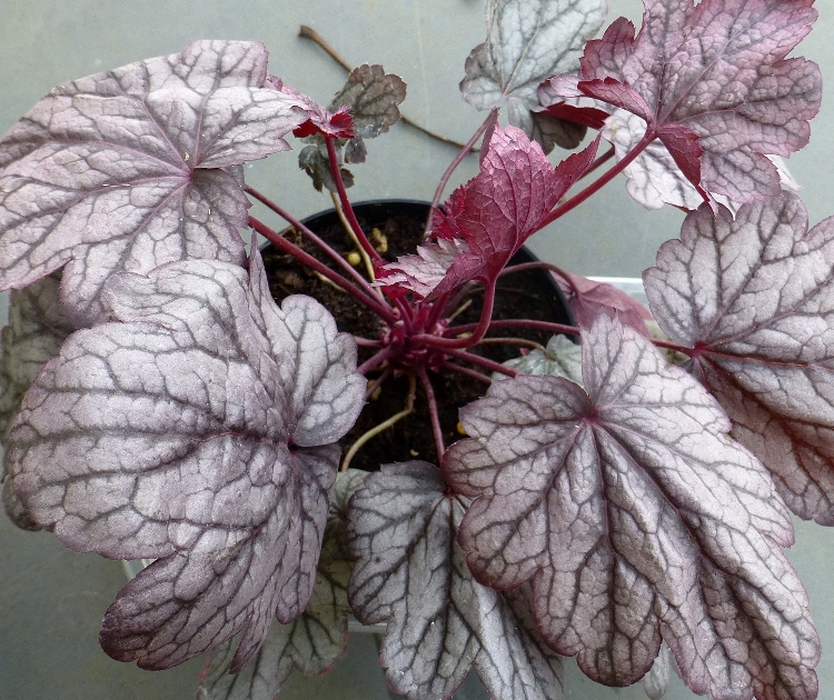 HEUCHERA X CULTORUM SHANGAI