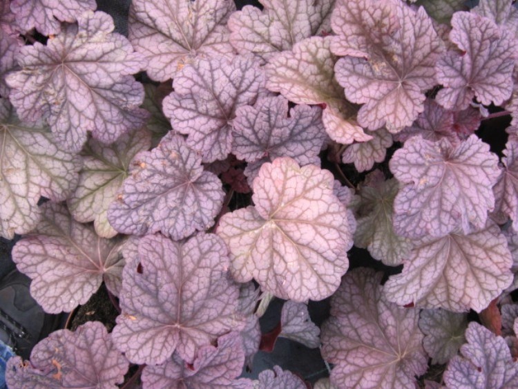 HEUCHERA X CULTORUM SILVER SCROLLS