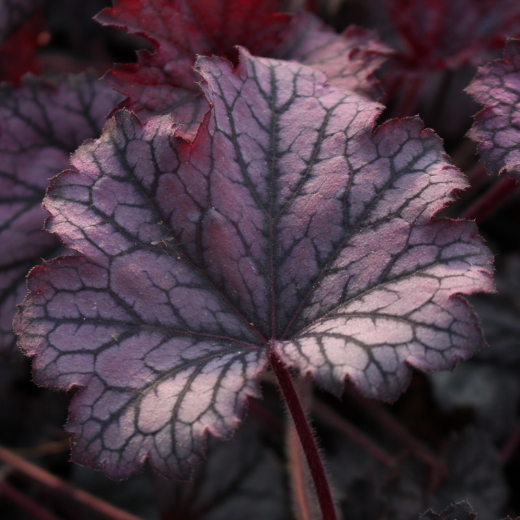 HEUCHERA X CULTORUM SILVER SCROLLS