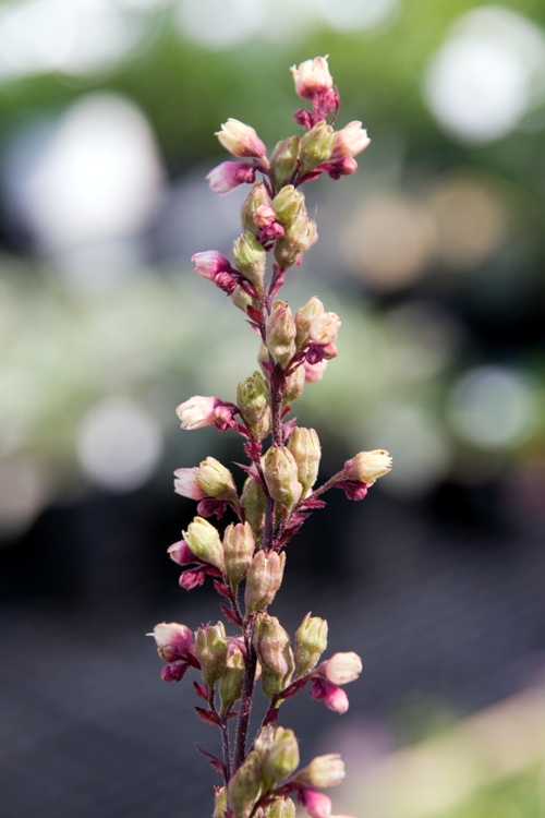 HEUCHERA X CULTORUM SILVER SCROLLS