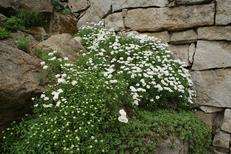 IBERIS SEMPERVIRENS FISCHBECK