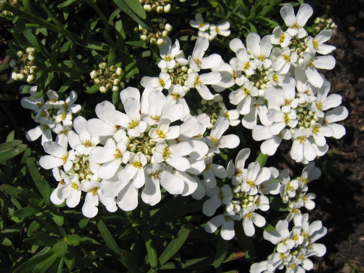 IBERIS SEMPERVIRENS WEISSER ZWERG